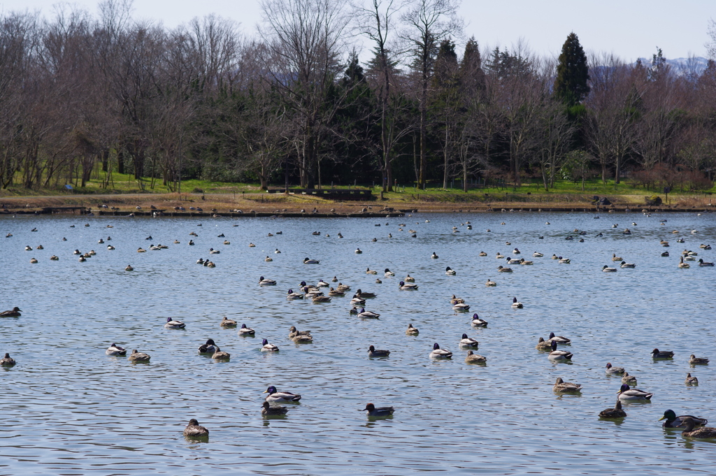 富山植物公園 たくさんいる