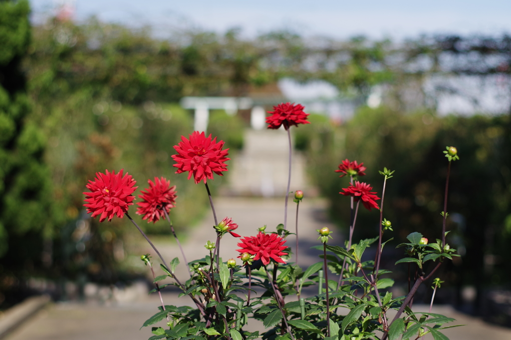 pentax A 50mm f1.4 西洋館散歩 真っ赤な花