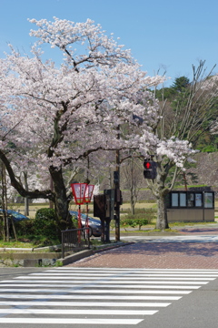兼六園 桜 (79)