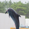 鴨川シーワールド (20)