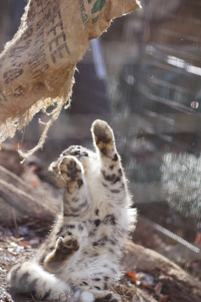 ユキヒョウの子供　落下