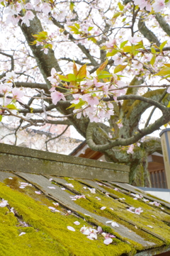 金沢 武家屋敷 桜と苔