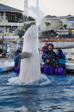 八景島シーパラダイス　シロイルカ ふれあい 優雅に舞っています。