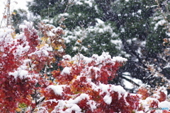 雪と紅葉 (12)