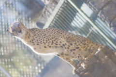 多摩動物公園 チーターの親