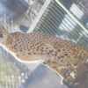 多摩動物公園 チーターの親