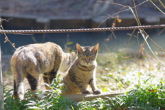 今日のノラ猫さん 41 怒ってる？