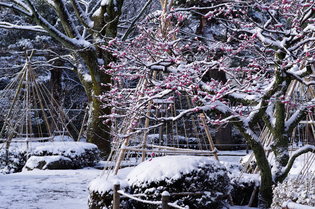雪の兼六園 梅と雪と (10)