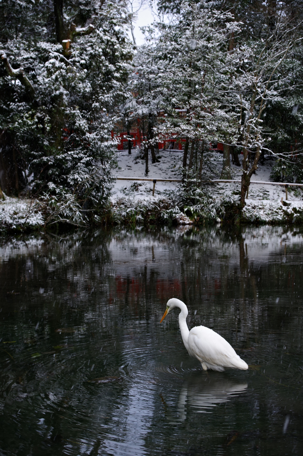 雪の兼六園 寒そう