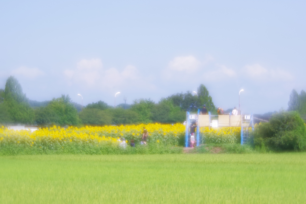 座間市ひまわり お立ち台