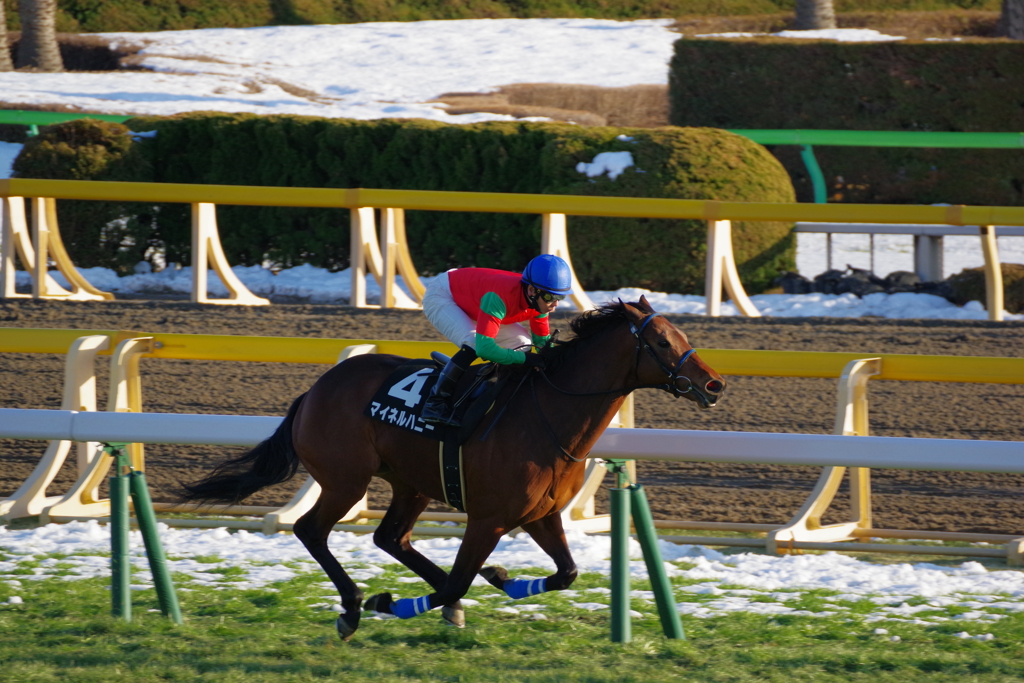 競馬撮ってみた　レースその2