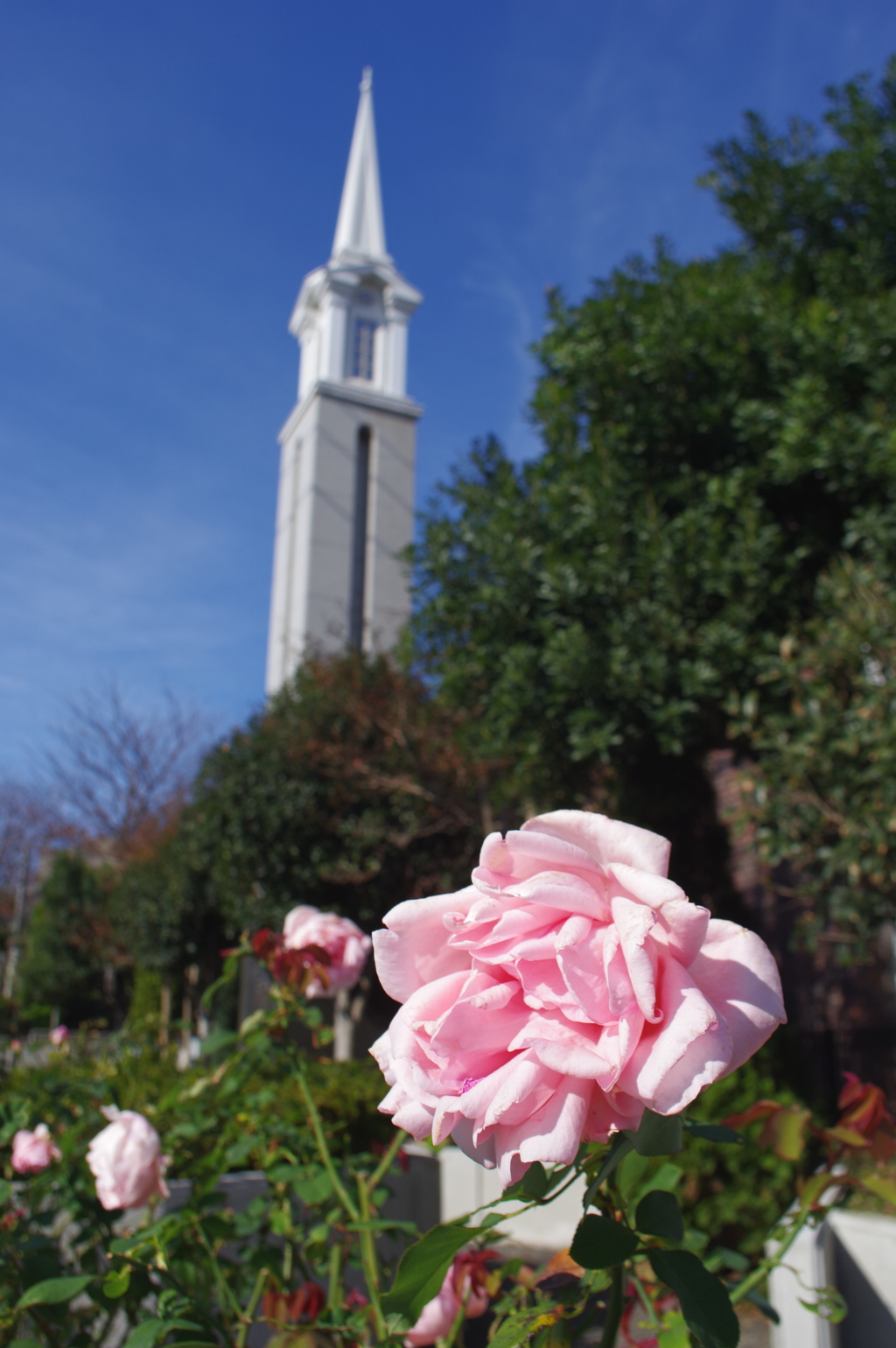 cosina 20mm f3.5 西洋館散歩　薔薇と塔