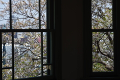 いつもの西洋館ぶらぶら 部屋から見える桜