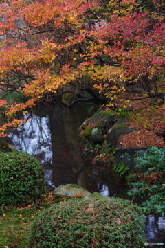 雨に濡れる晩秋の兼六園 (6)