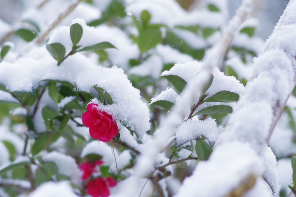 雪の兼六園 花と雪と雪つり