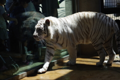 いしかわ動物園 せわしく動くホワイトタイガー