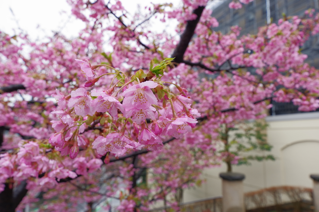 雨の日の西洋館散歩 雨の河津桜