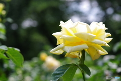 生田緑地 薔薇園 (5)