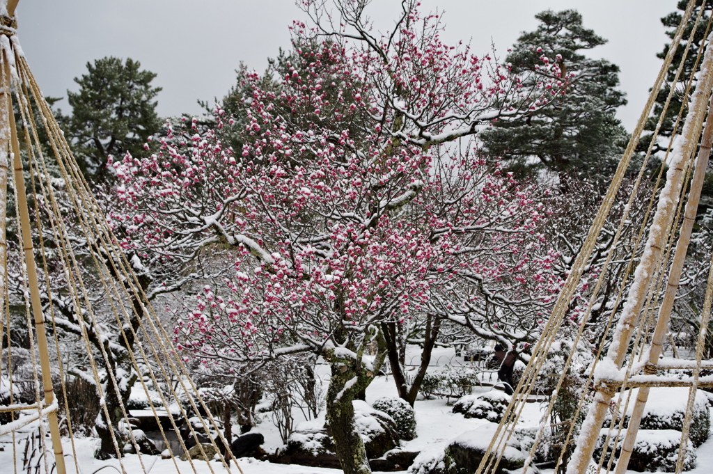 雪の兼六園 梅と雪