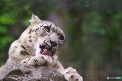 多摩動物公園 (6)