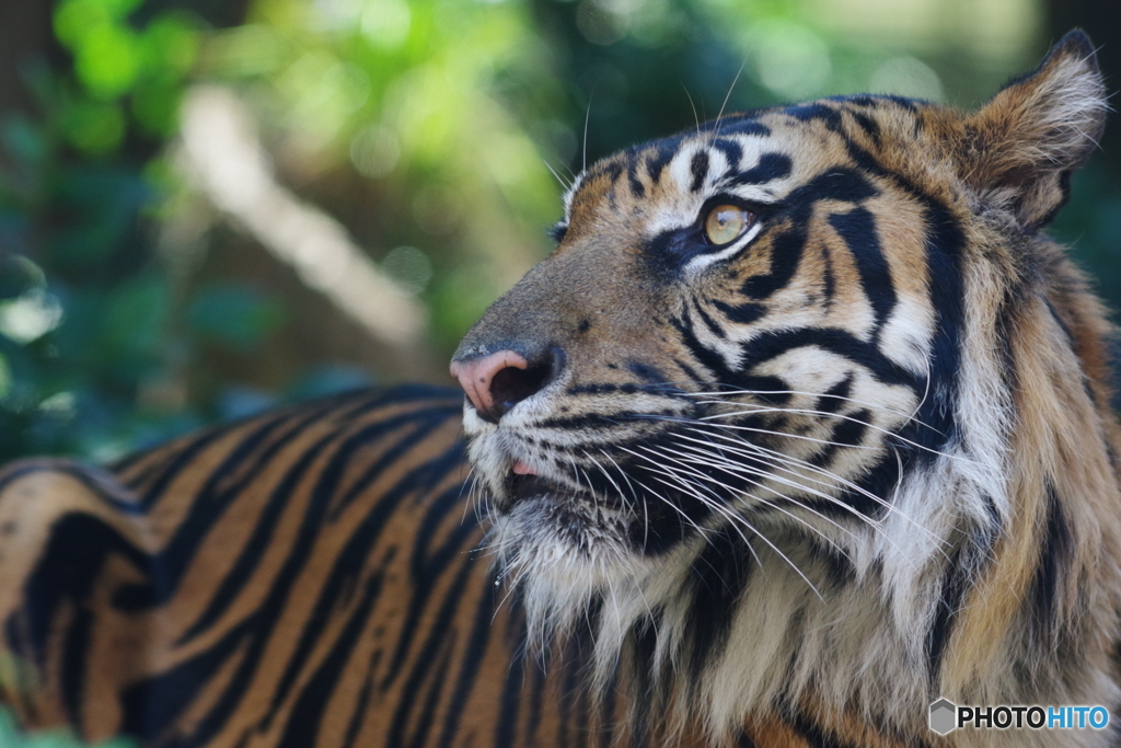 Ueno zoo (4)