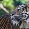 Ueno zoo (4)