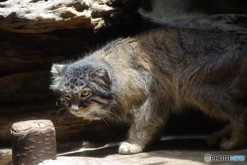 Ueno zoo (18)