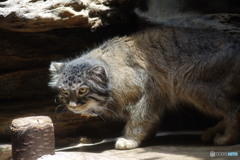 Ueno zoo (18)