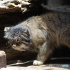 Ueno zoo (18)
