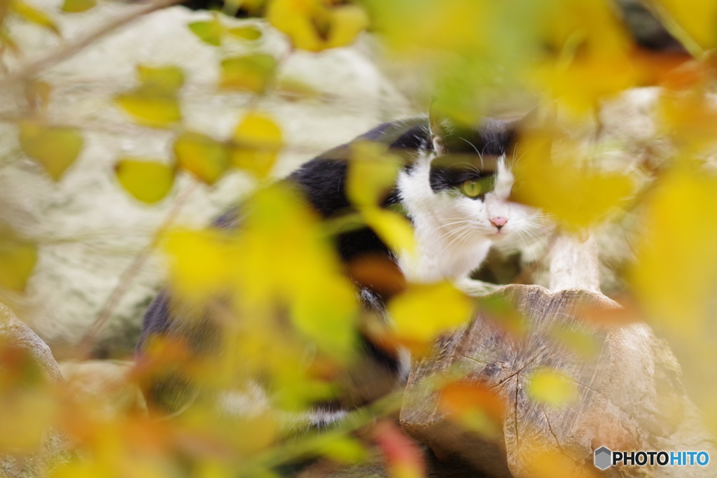 大井町ふ頭中央海浜公園　野良猫撮り (2)
