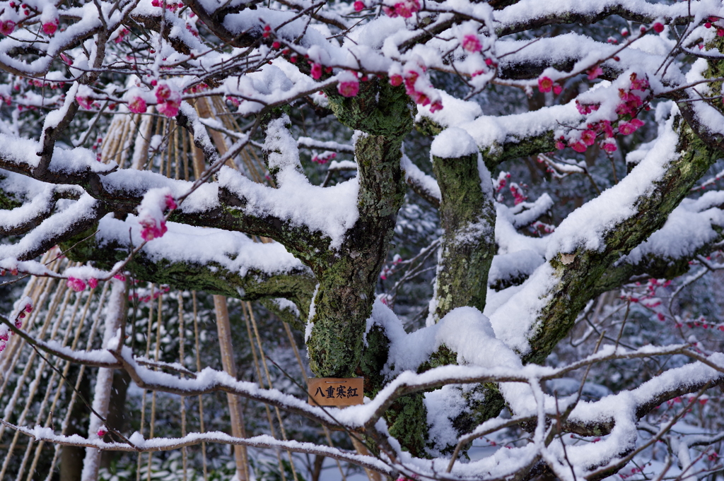 雪の兼六園 梅と雪と (6)
