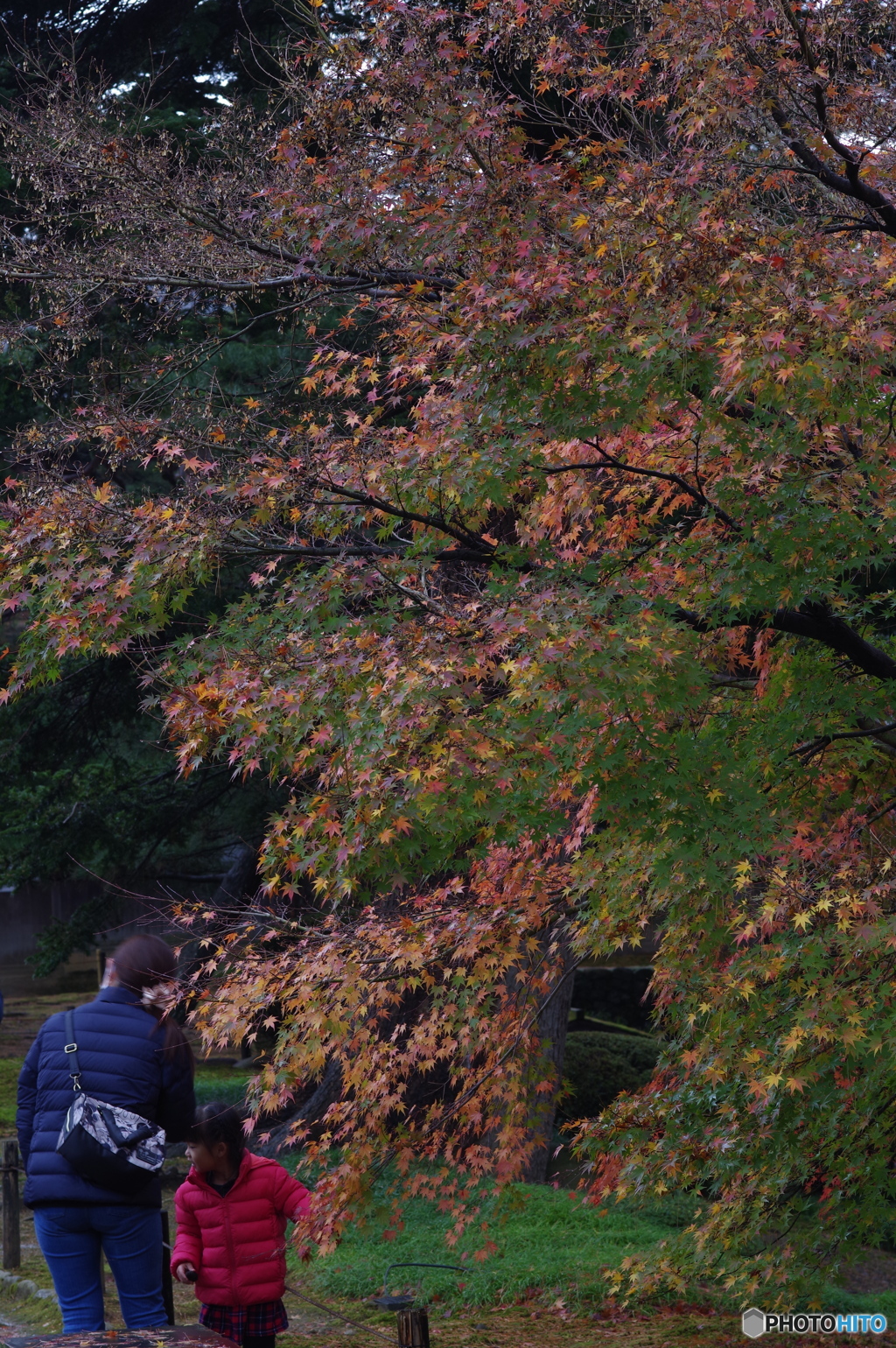 雨に濡れる晩秋の兼六園 (7)