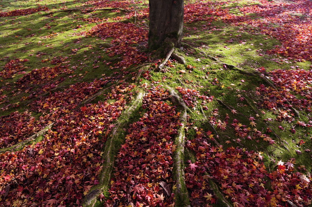 小矢部　紅葉
