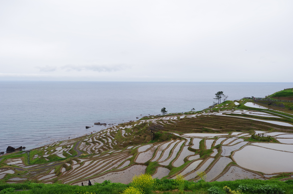 能登半島ドライブ 千枚田