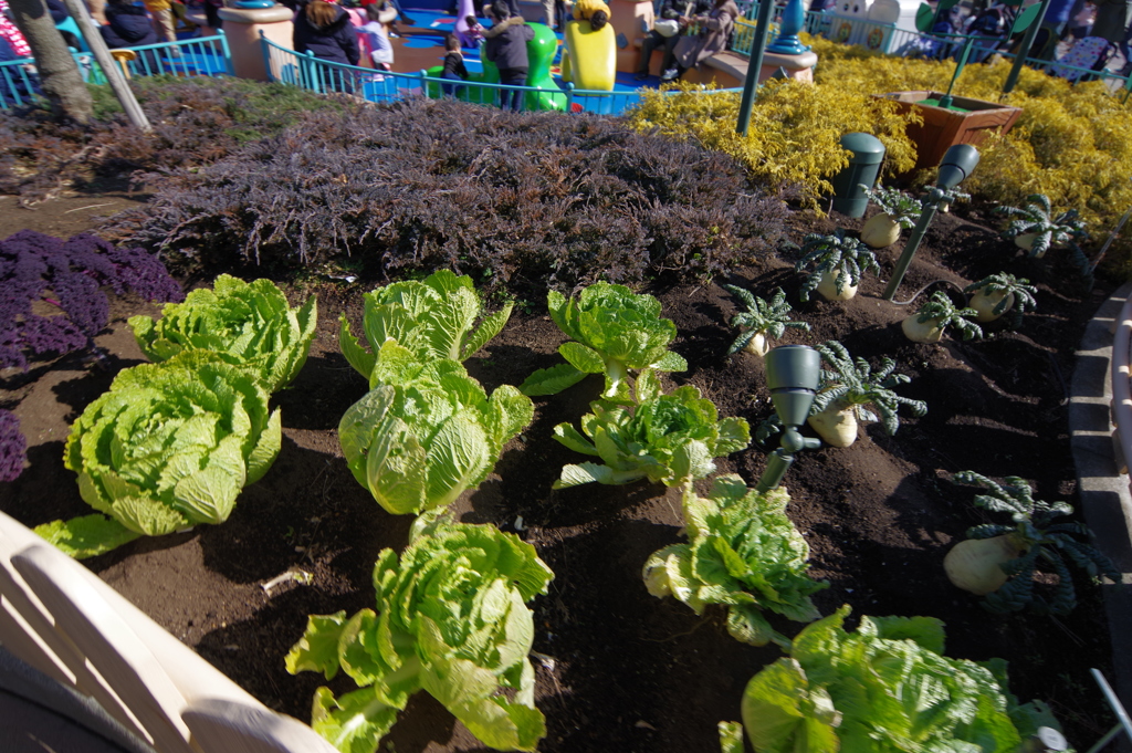 快晴と夜の初ディズニーランド グーフィーのお宅　本物のお野菜