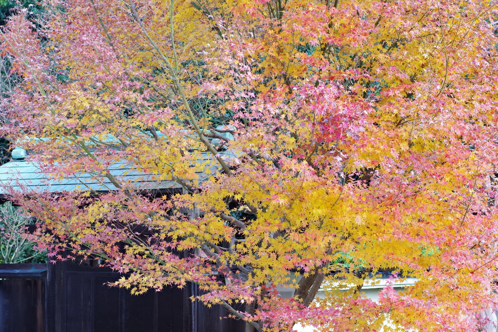 YASHICAでお散歩 