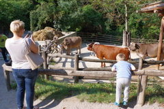 シェーンブルグ動物園　牛をみる子供とそれを撮るお母さん
