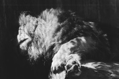 白黒フィルムで動物を撮ってみた　ライオン
