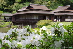 三渓園 猫 (11)