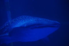 のとじま水族館　ジンベエ～