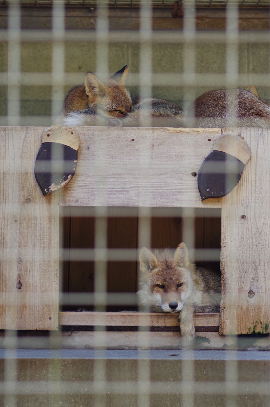 姫路城周辺観光 動物園　キツネだ