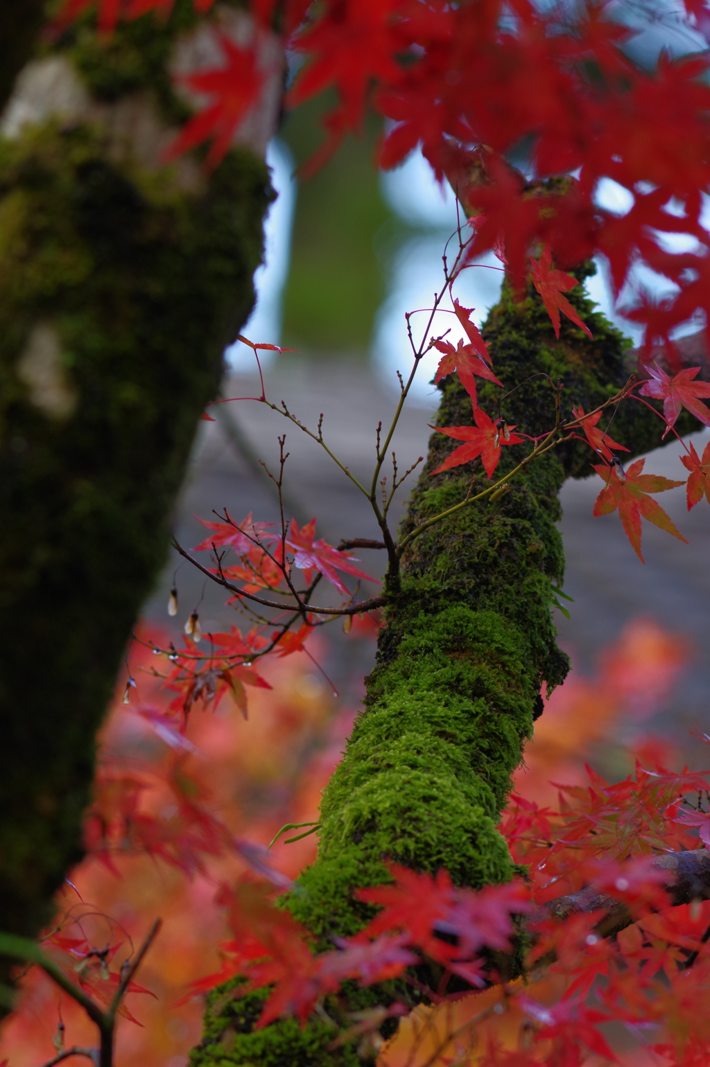 那谷寺 紅葉 (21)