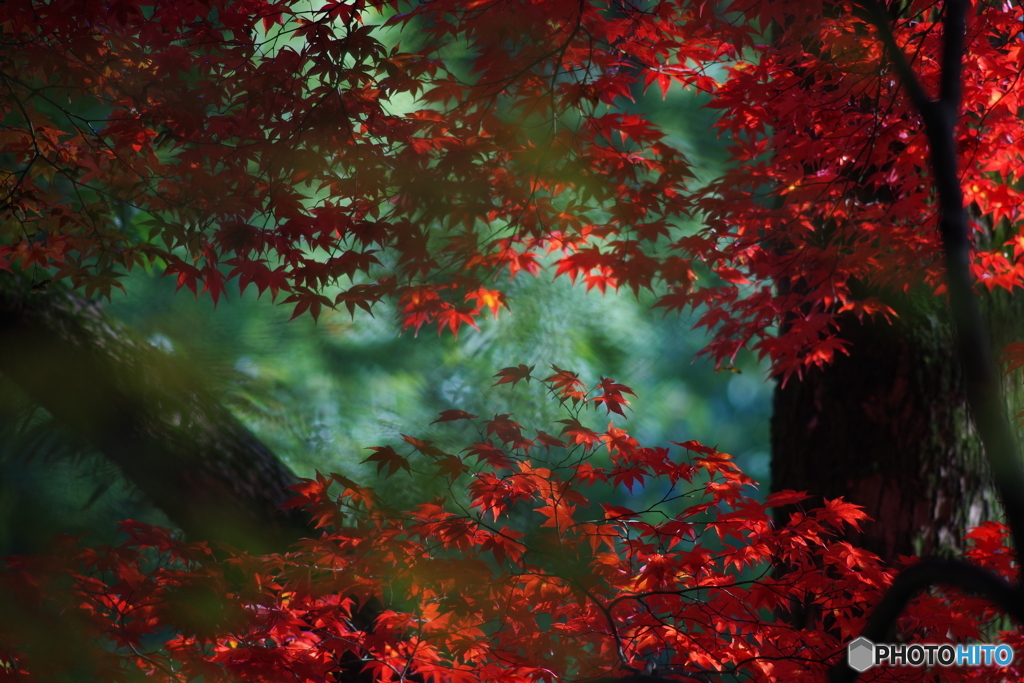 W紅葉