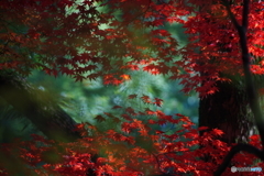 W紅葉