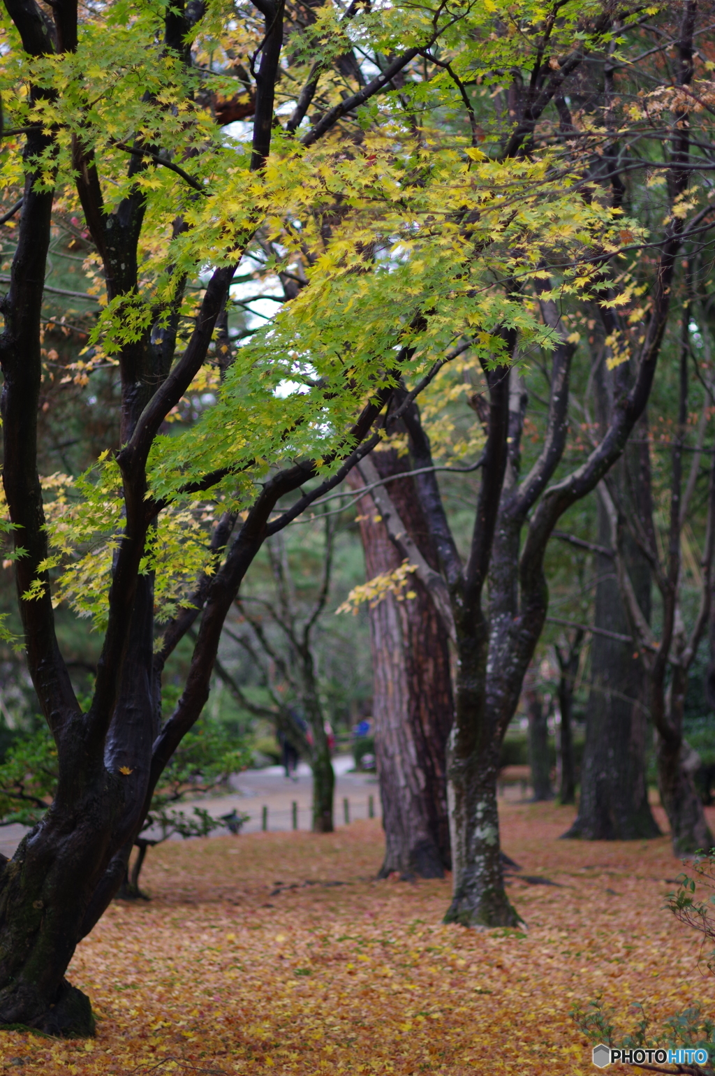 雨に濡れる晩秋の兼六園 (13)
