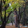 雨に濡れる晩秋の兼六園 (13)