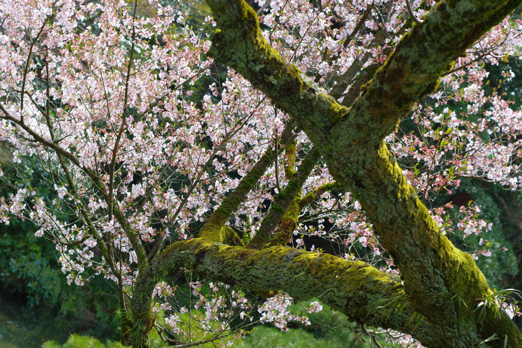 兼六園 桜 (33)