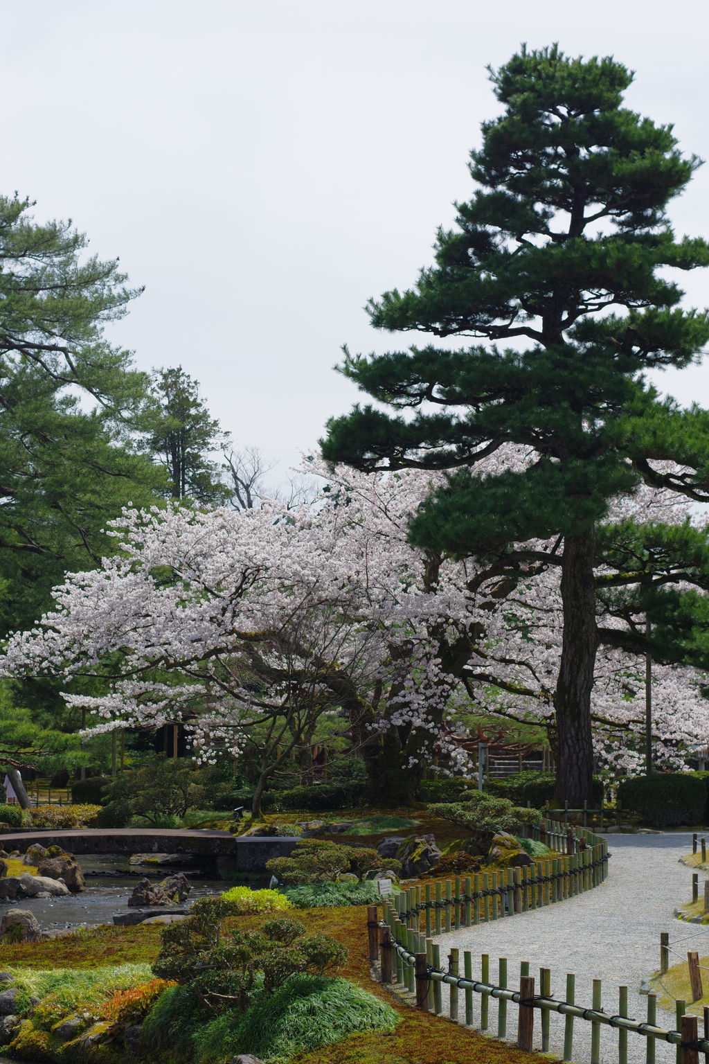 2020 兼六園　花を愛でる ペトリ50mm f1 (10)