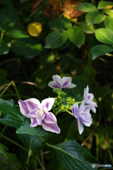 イングリッシュガーデン 紫陽花
