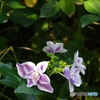 イングリッシュガーデン 紫陽花